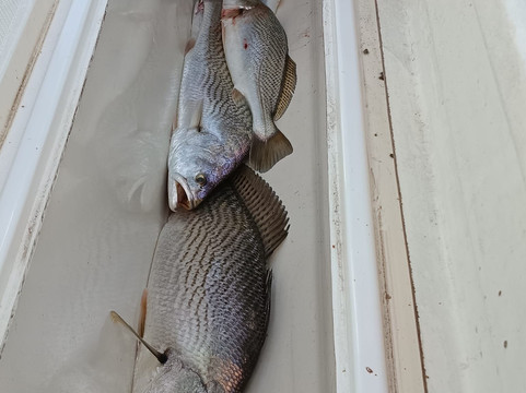 Paradise Fishing Gambia-班竹必去景点