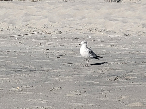 默特尔沙滩-美特尔海滩必去景点