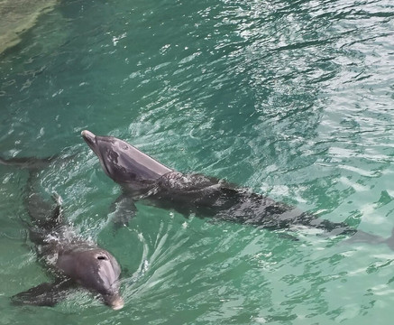 海豚湾-奥乔里奥斯必去景点
