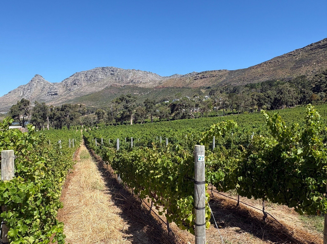 Steenberg Vineyards-康士坦提亚必去景点