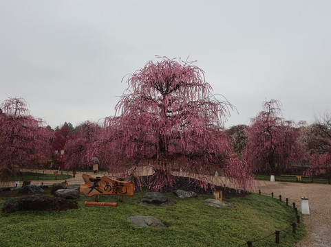 Suzuka Forest Garden-铃鹿市必去景点