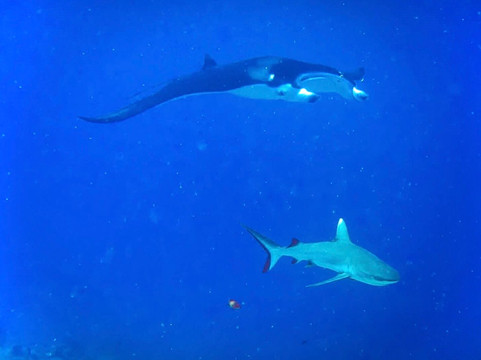 Addu Scuba Dive Maldives-阿斯杜太阳岛必去景点