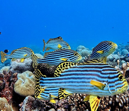 Addu Scuba Dive Maldives-阿斯杜太阳岛必去景点