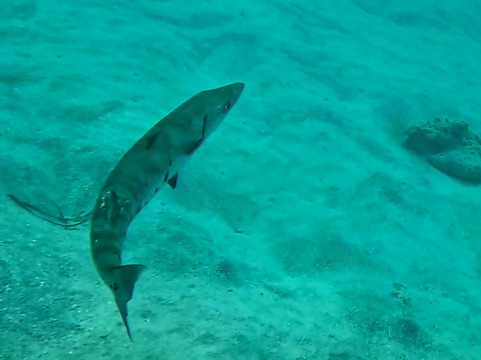 Vieques Snorkel Tours-维切克岛必去景点