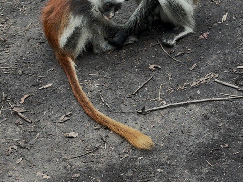 Vista Zanzibar Tours & Safaris-桑给巴尔岛必去景点