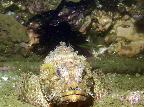 Dive Centre Manly-曼利议会必去景点