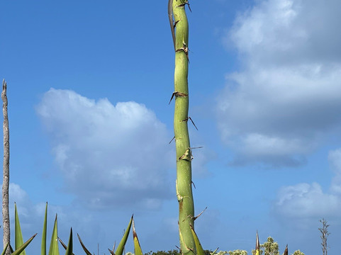 Miami Vice-Saint Francois必去景点
