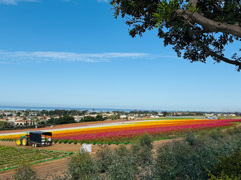 The Flower Fields at Carlsbad Ranch-卡尔斯巴德必去景点