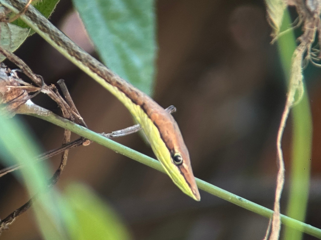 Morpho Vans-圣何塞必去景点