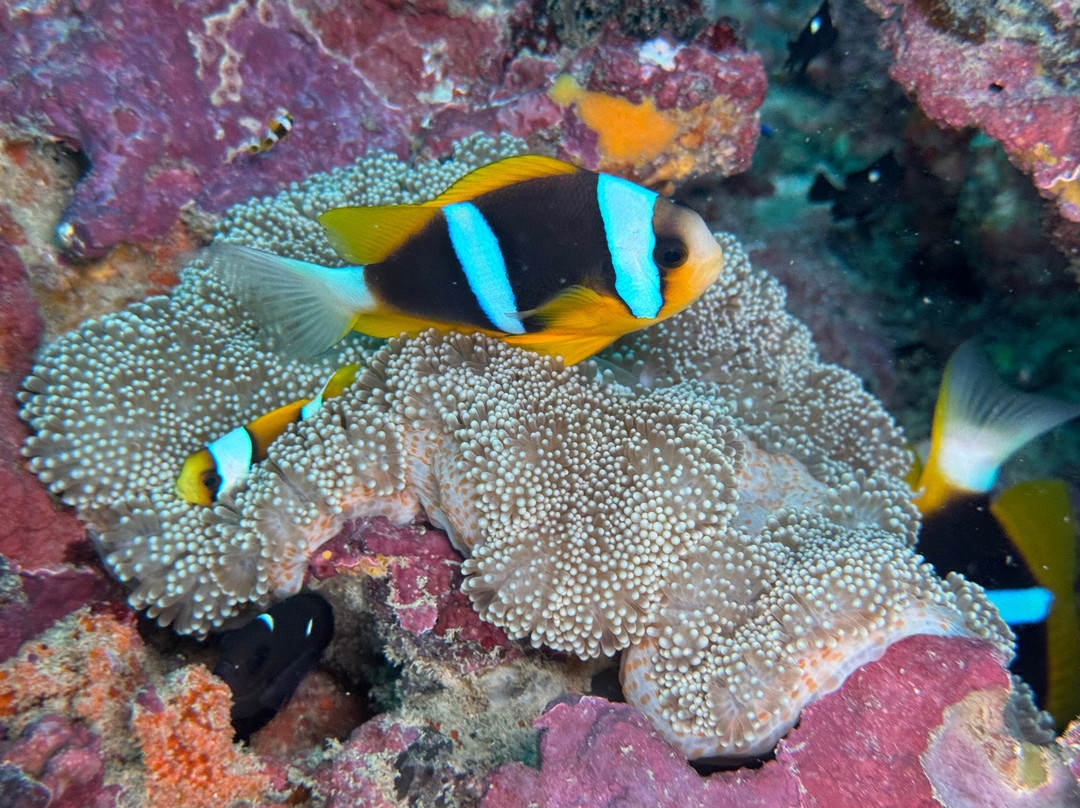 Scuba Duka-迪亚尼必去景点