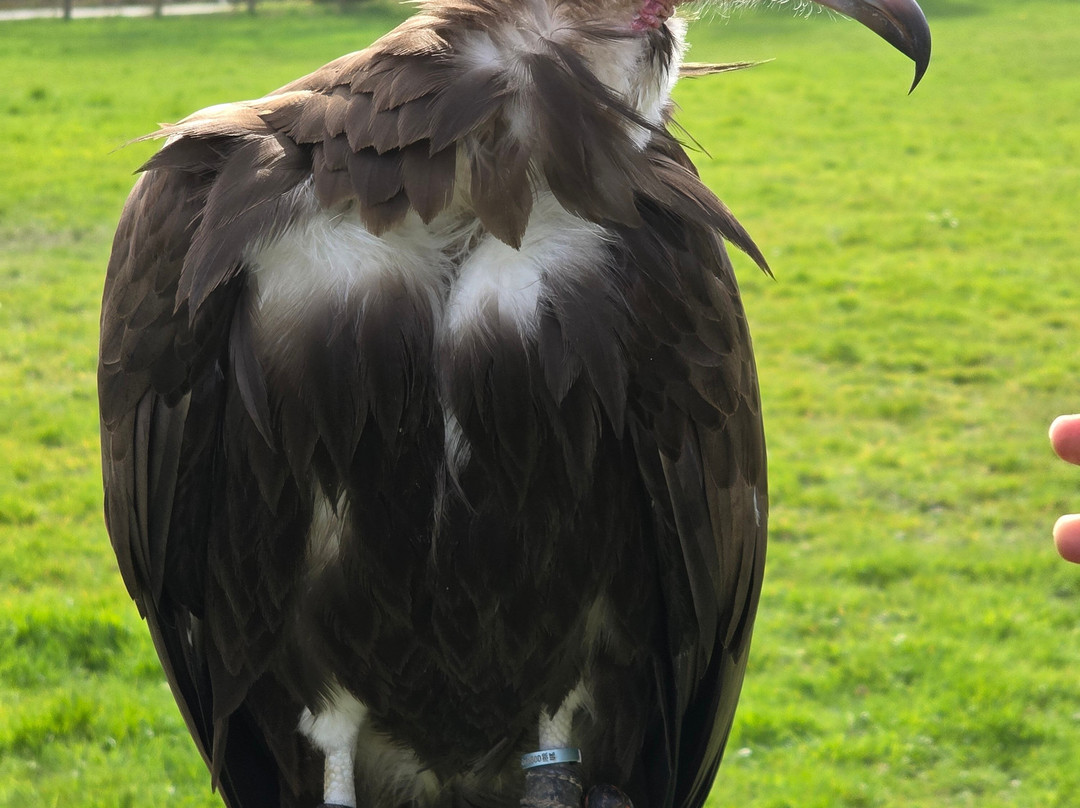 Surrey Hills Falconry-Ockley必去景点