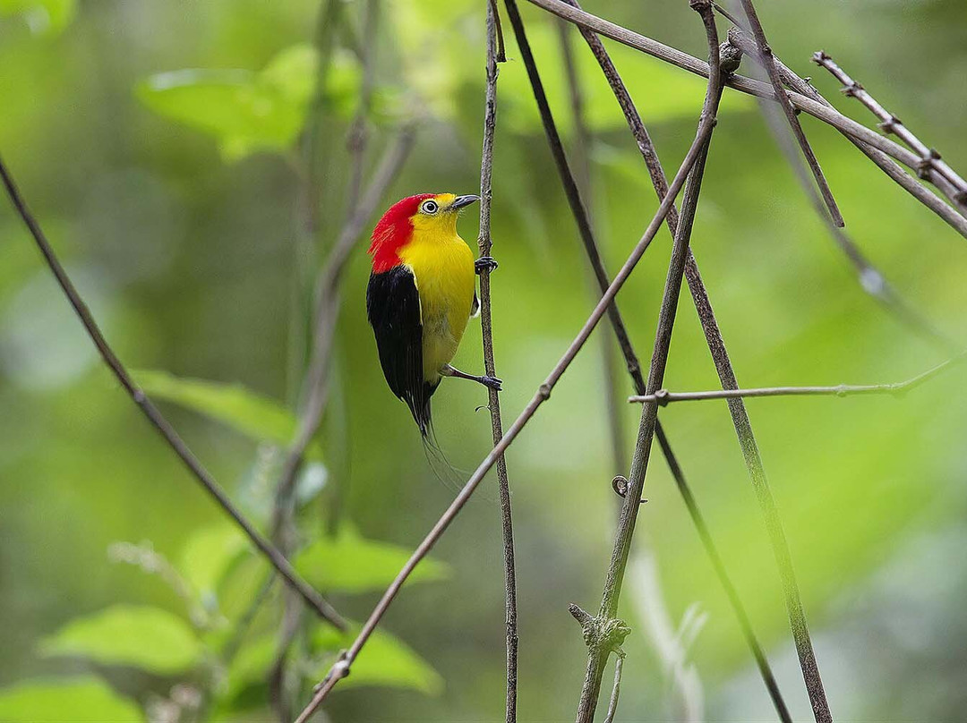 Wild Llanos Tours and Safaris-Yopal必去景点