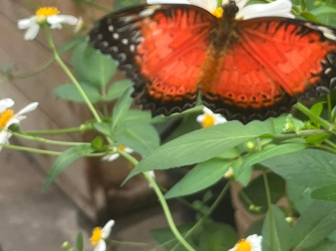 The London Butterfly Gardens-贝克斯利希斯必去景点
