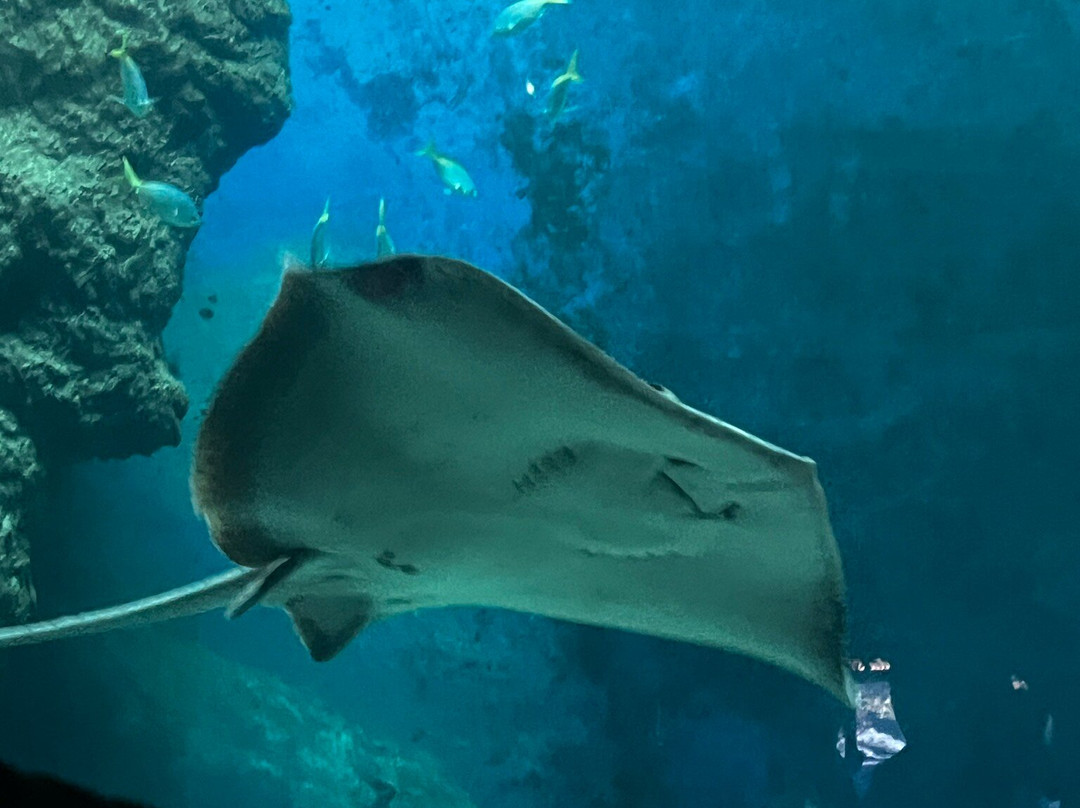 Aquarium de Lyon-La Mulatiere必去景点