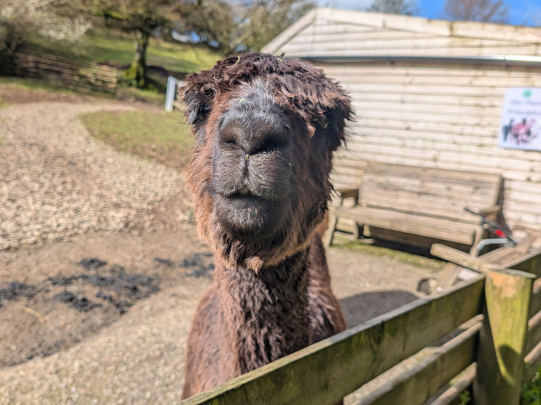 Lydford Gorge Alpacas-Lydford必去景点