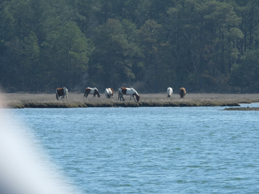 Captain Dan's Around the Island Tours-钦科蒂格岛必去景点