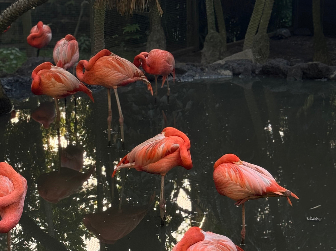 Zoo de Martinique-Le Carbet必去景点