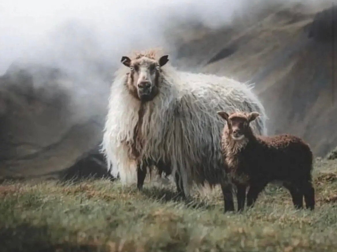 Gift Shop sheepskins skye-Glendale必去景点
