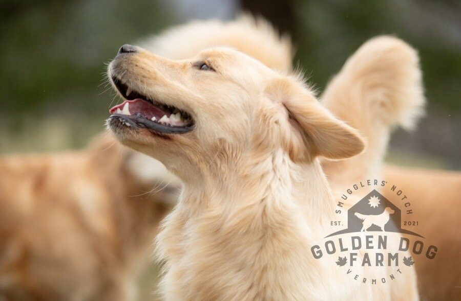Golden Dog Farm-Jeffersonville必去景点