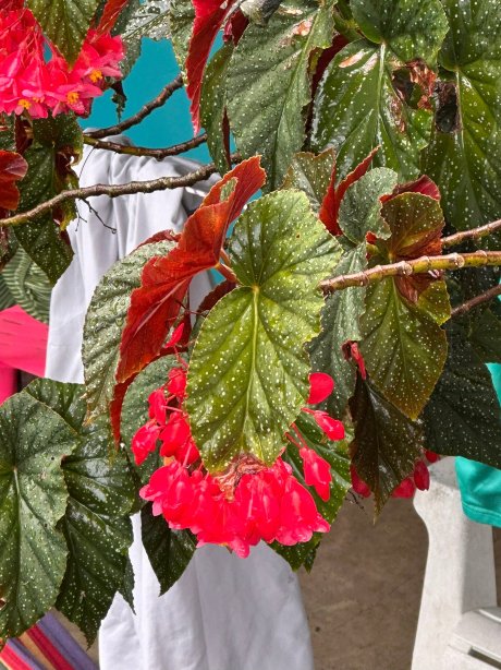 乐趣酒店-塔托盖罗-旅行者