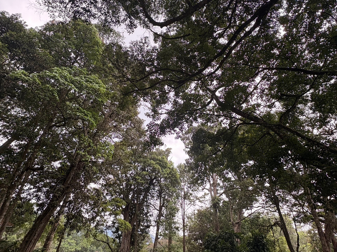 蒙纳大树酒店主图
