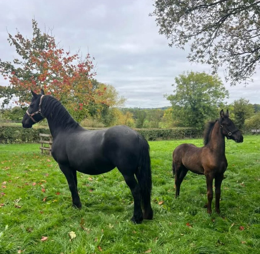 KC Riding School. Supporting KC Horse Rescue