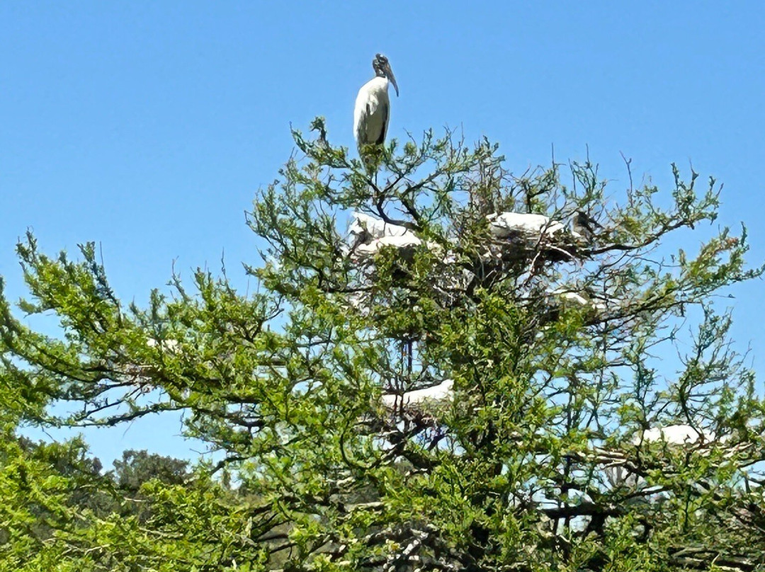 Harris Neck National Wildlife Refuge-萨凡纳必去景点