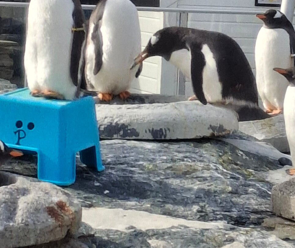 Bergen Aquarium-卑尔根必去景点