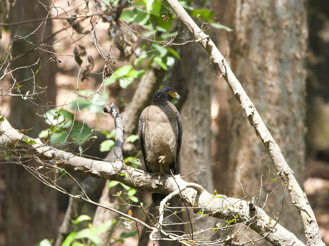 Bandhavgarh National Park-Bandhavgarh National Park必去景点