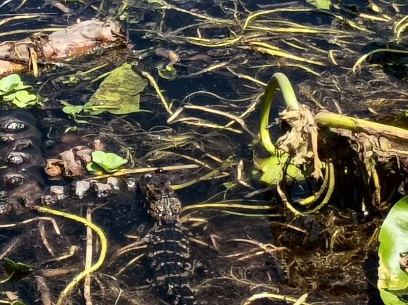 Alligator's Unlimited  Airboat Nature Tours-莱克威尔士必去景点