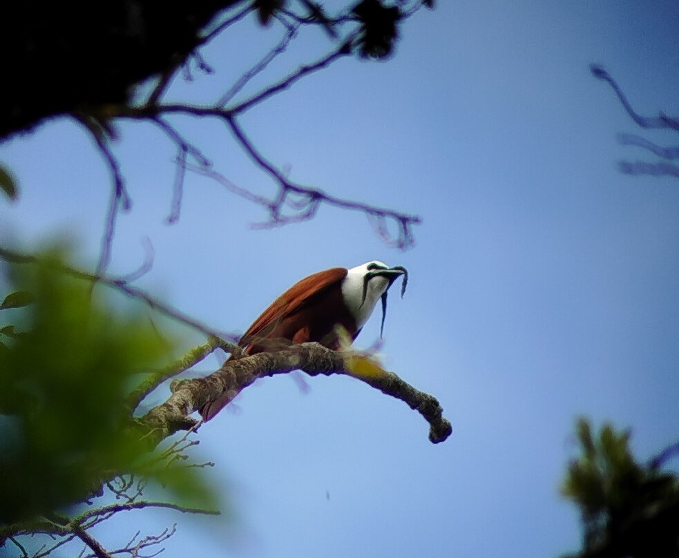 Rafael Elizondo Nature Tours-蒙特维多云雾森林自然保护区必去景点