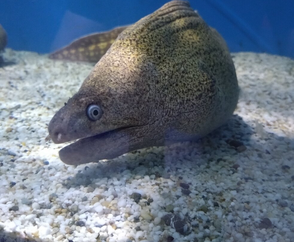 Aquaworld Aquarium & Reptile Rescue Centre-赫索尼索斯必去景点
