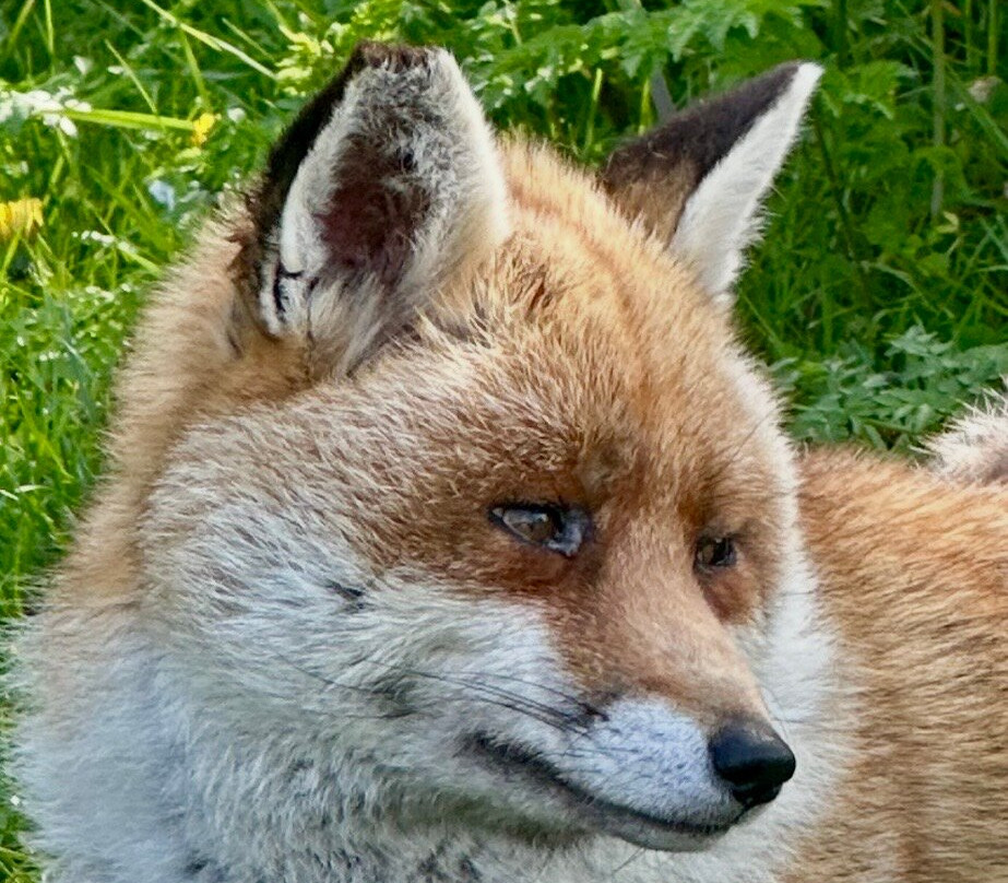 British Wildlife Centre-Lingfield必去景点