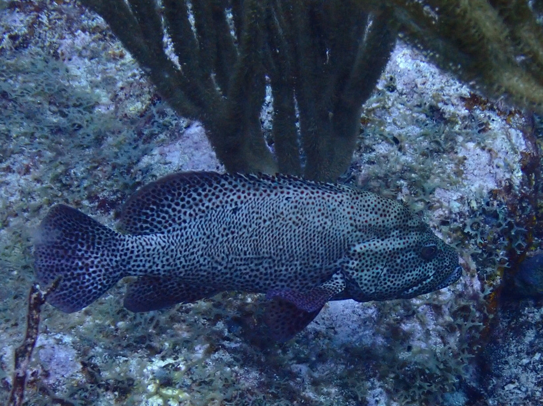 Blue Odyssey Diving-Marigot必去景点