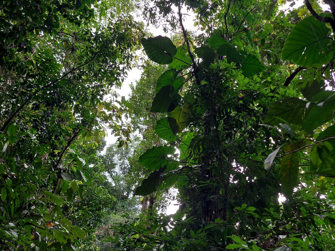 Tarzan Excursion Guadeloupe-Sainte-Anne必去景点