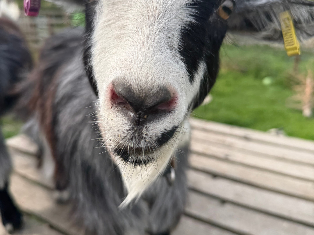 Walking the goats at Lower Coates-巴恩斯利必去景点