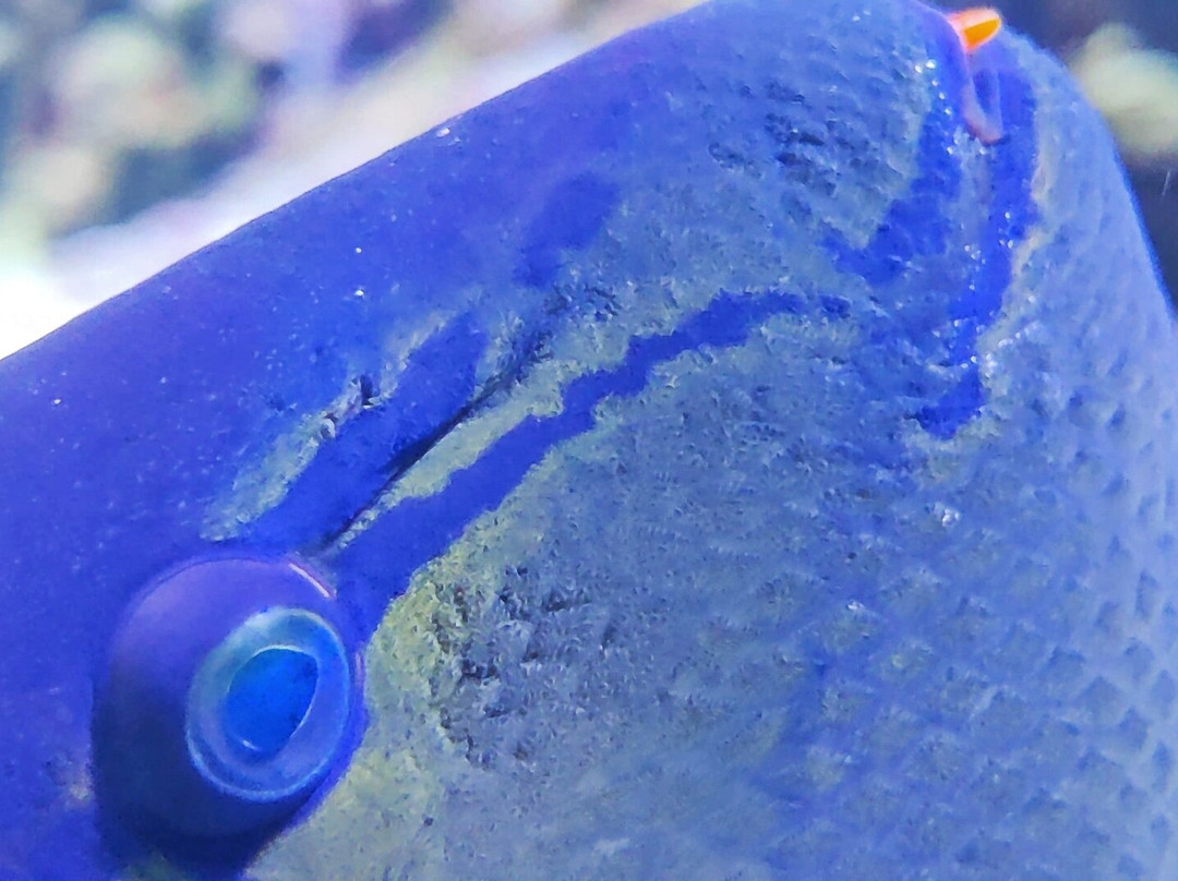 热那亚水族馆-热那亚必去景点
