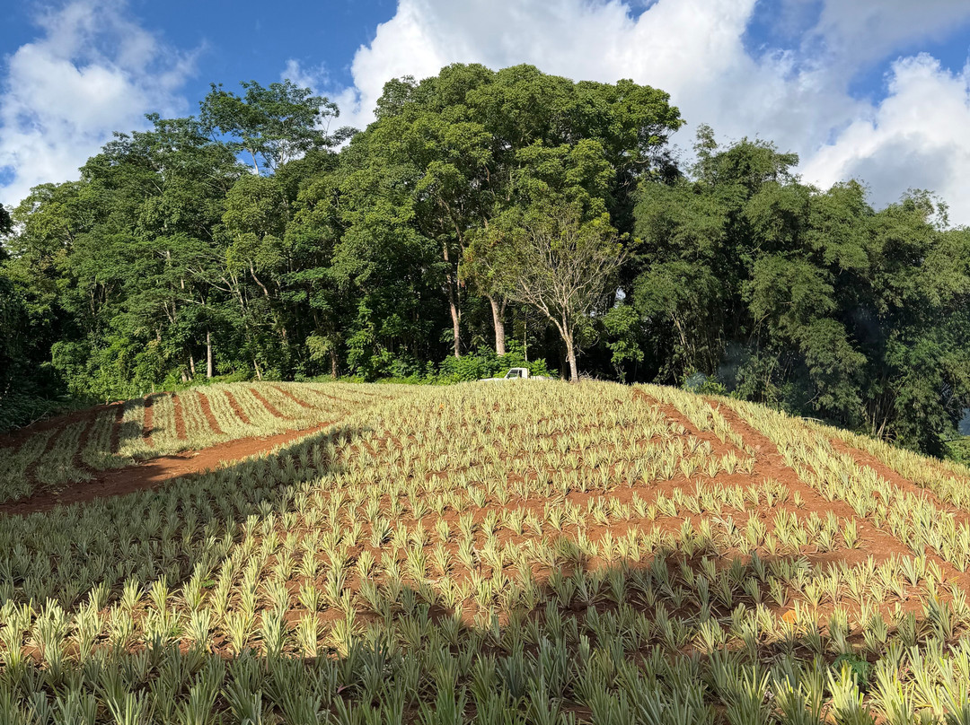 Albert ATV Fun Tours-莫雷阿岛必去景点