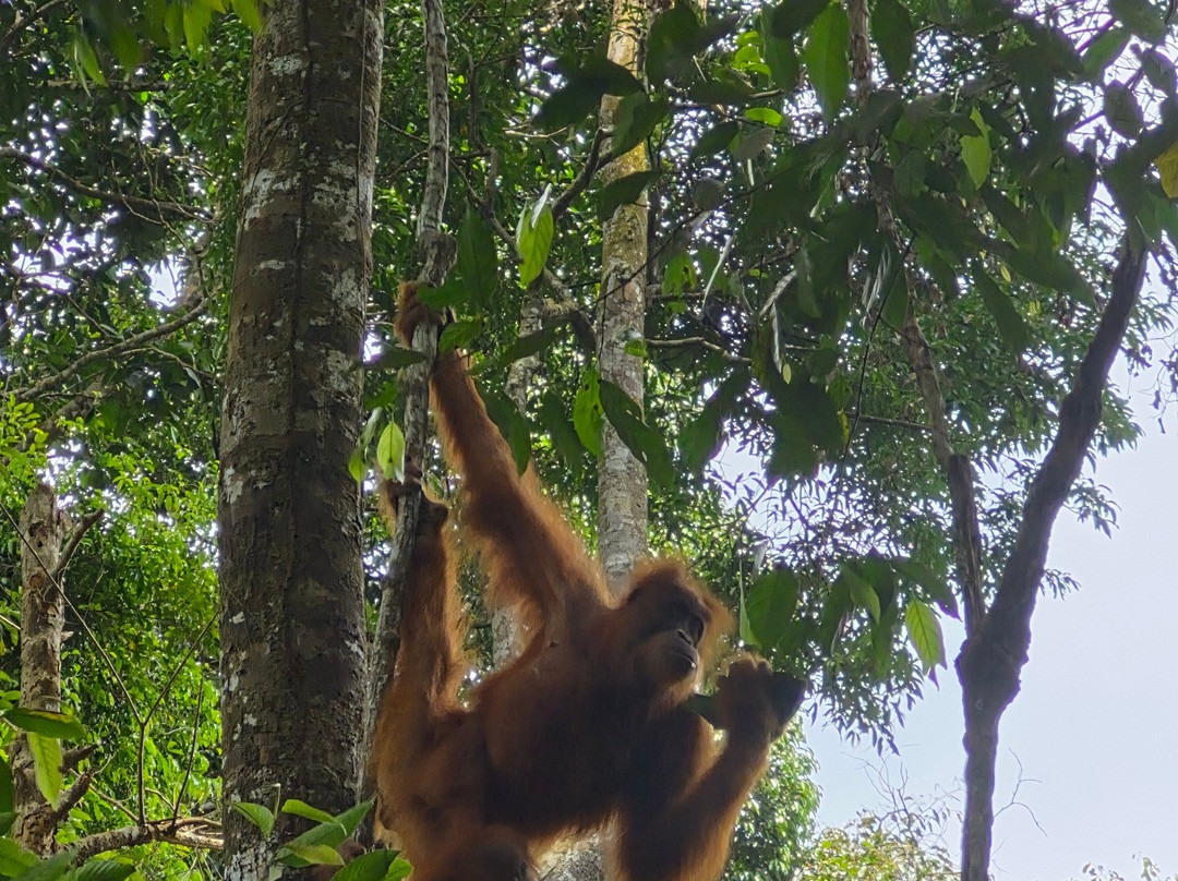 Trekking Orangutan Sumatra-武吉拉旺必去景点