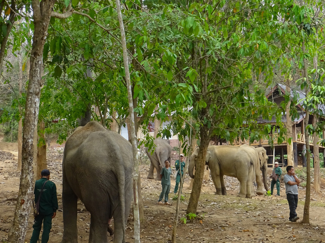 Elephant Conservation Center-Sayaboury必去景点