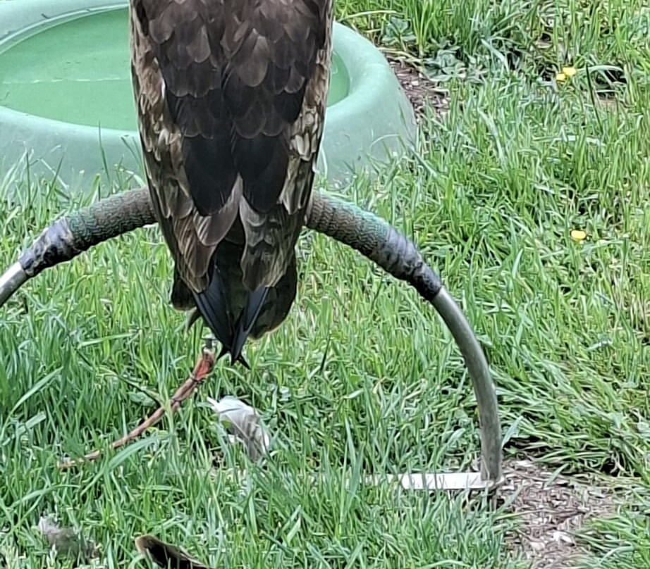 Greifvogelpark-萨尔堡必去景点