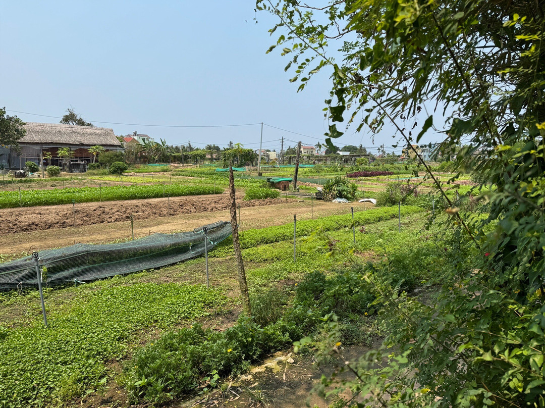 Tra Que Vegetable Village-会安必去景点