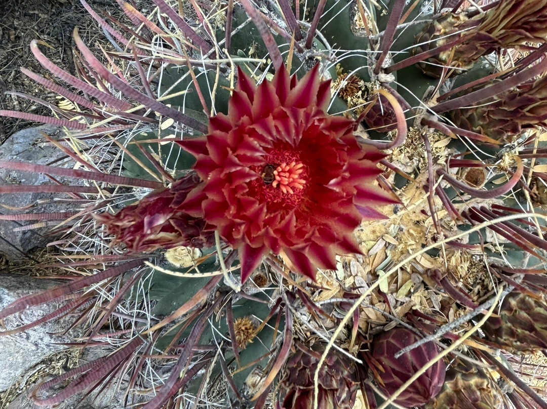Tucson Botanical Gardens-图森必去景点