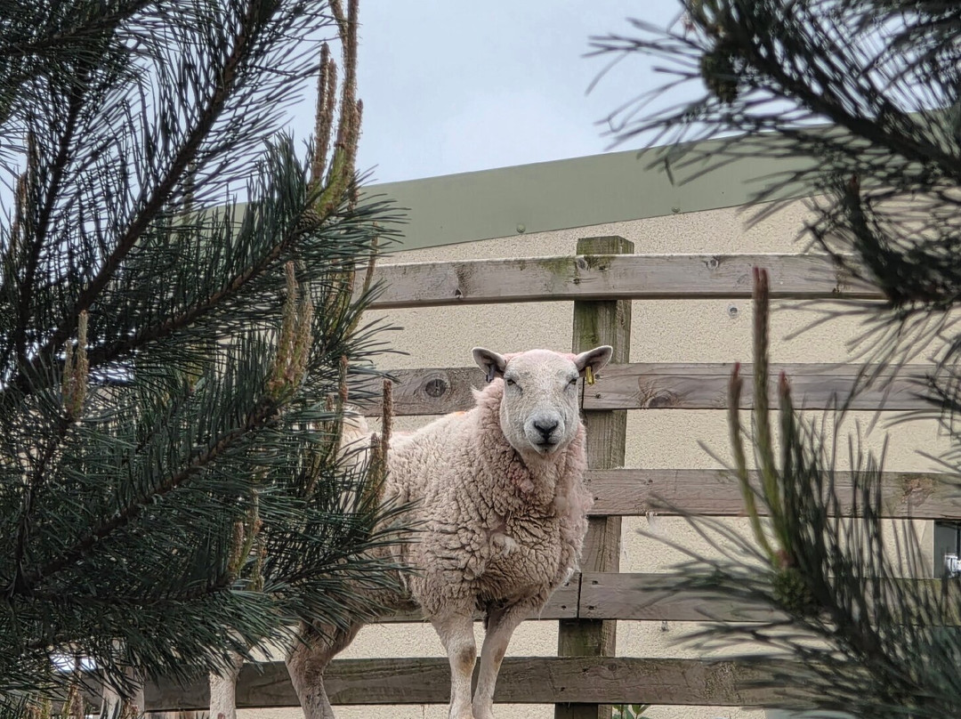 Dalscone Farm Fun-邓弗里斯必去景点