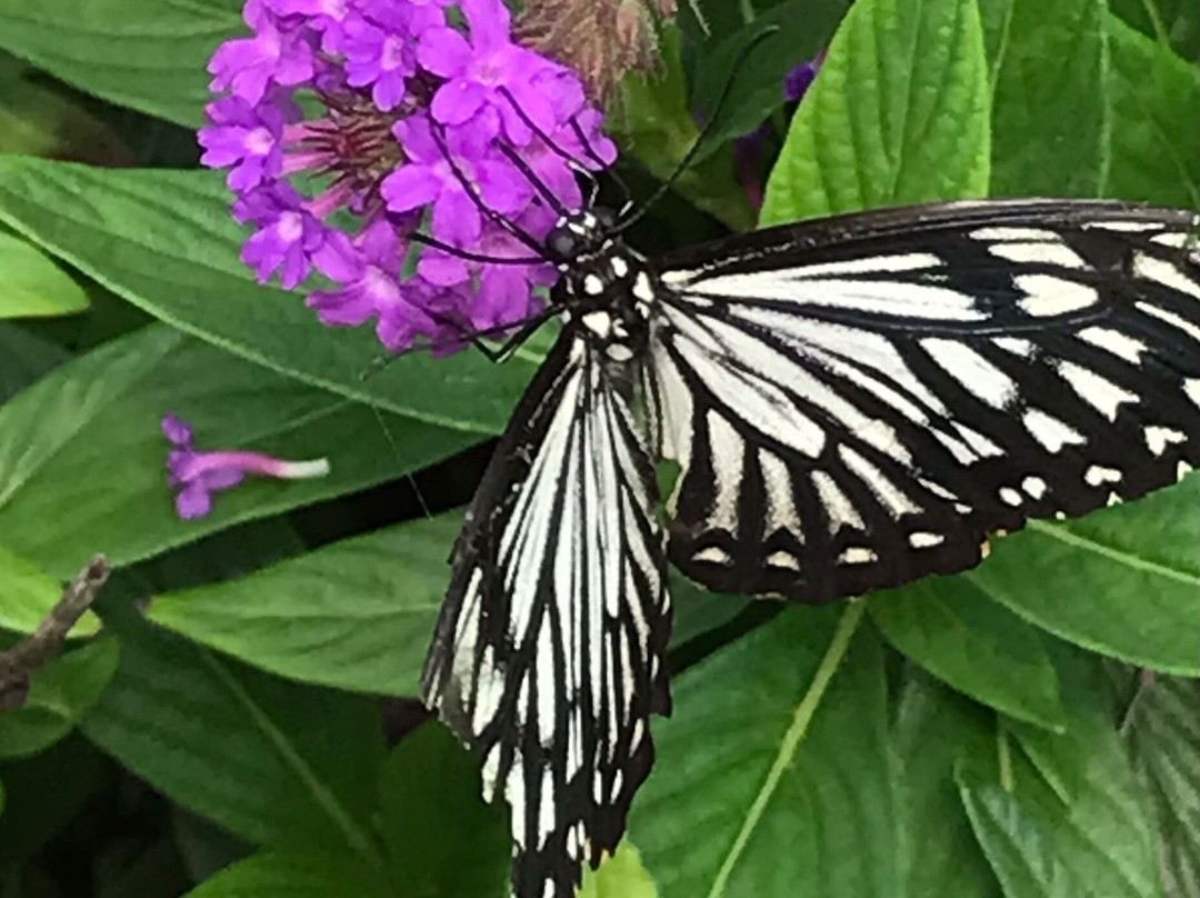 Guys Butterfly House-St Hilary必去景点