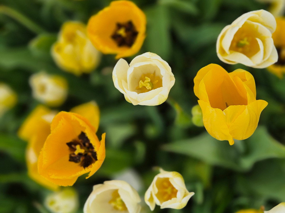 Tulleys Tulip Garden - Warwickshire-沃里克必去景点