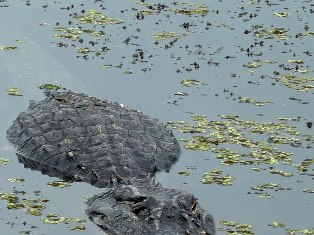 New Orleans Airboat Tours-Marrero必去景点