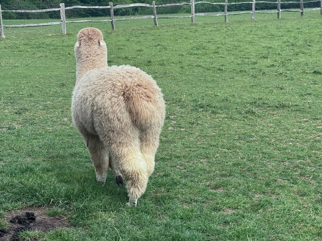 Alpaca Walking - With Spring Farm Alpacas-Fletching必去景点