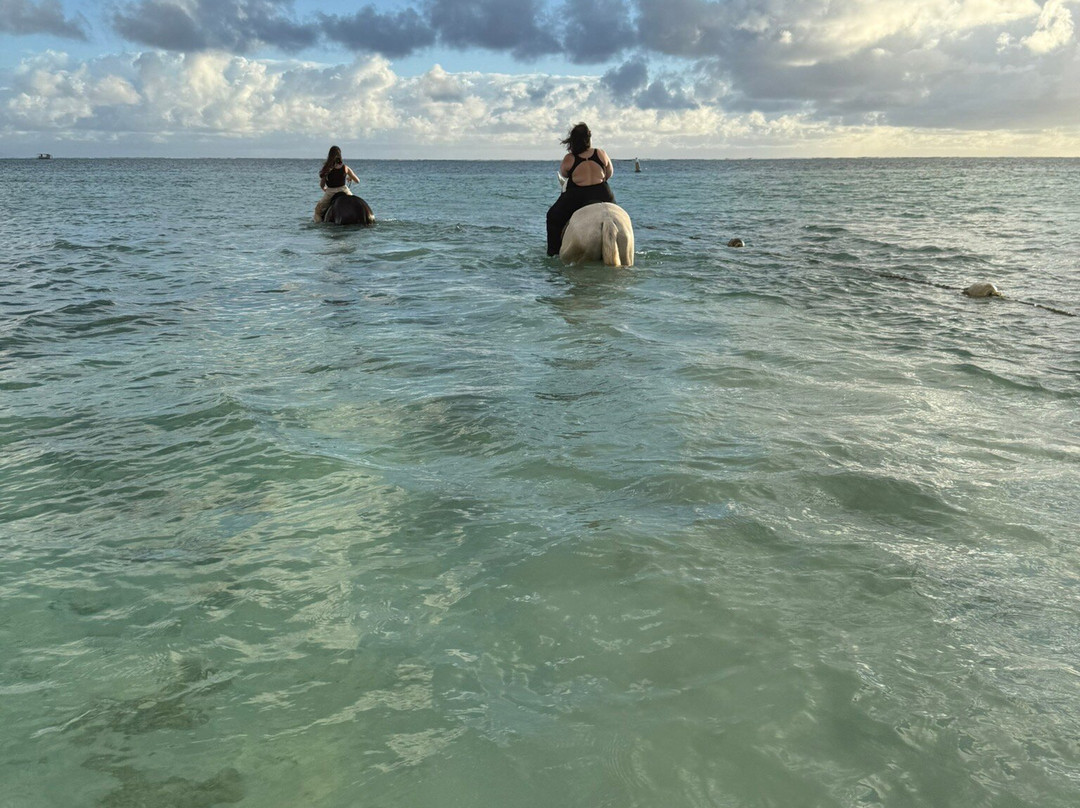 Legasea Stables Mauritius-Quatre Cocos必去景点