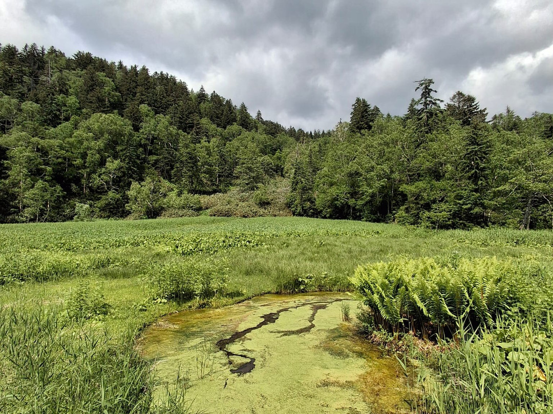 Yukomanbetsu Swamp-东川町必去景点